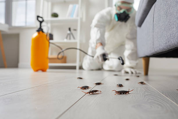 Commercial Rodent Management in Maggie Valley